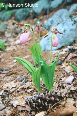 Lady Slipper with Cone